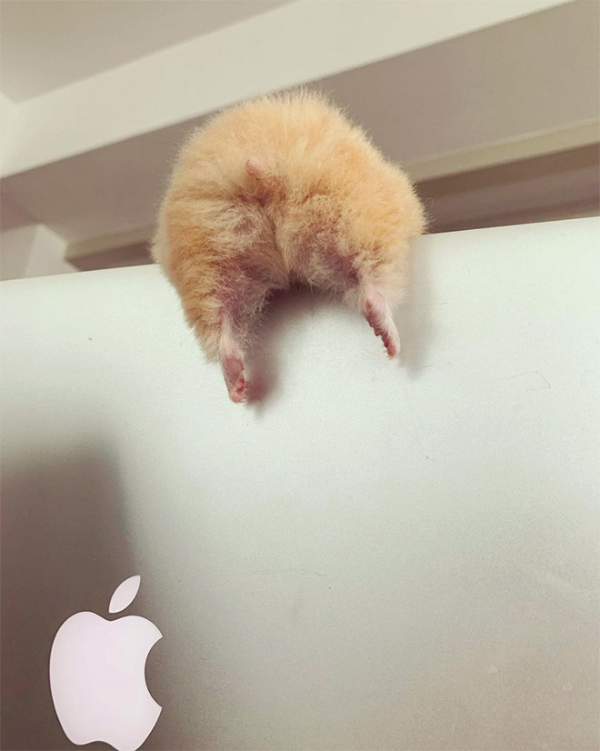 hamster-butts21.jpg