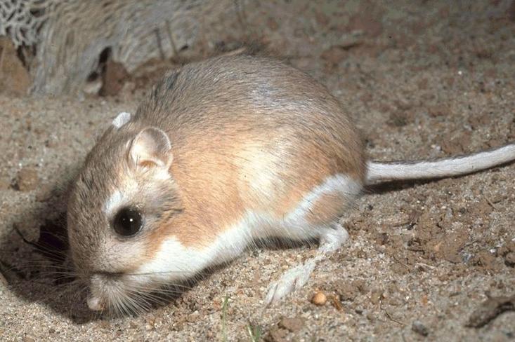 Kangaroo-rat.jpg