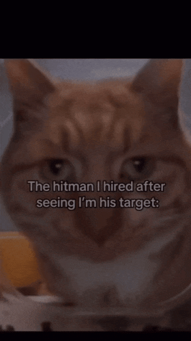 hitman-cat.gif