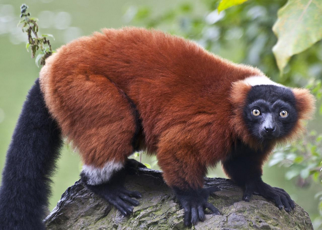 Red-Ruffed-Lemur.jpg