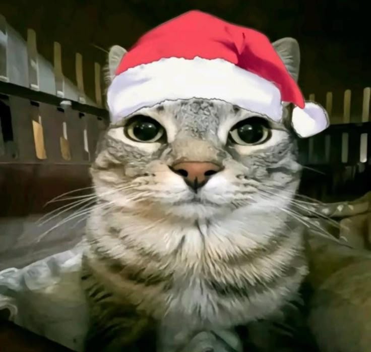 This may contain: the cat is wearing a santa hat and looking at the camera while sitting in a chair