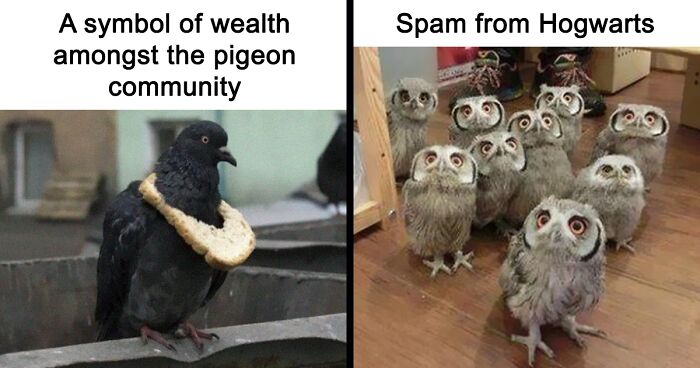 funny-bird-jokes-fb21-png__700.jpg