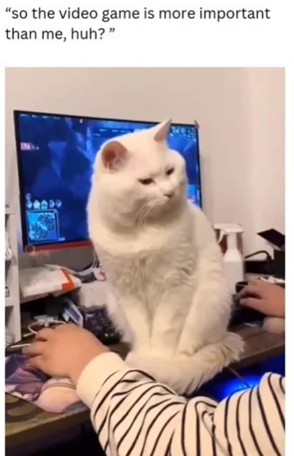 cat-memes-30-20250410.jpg