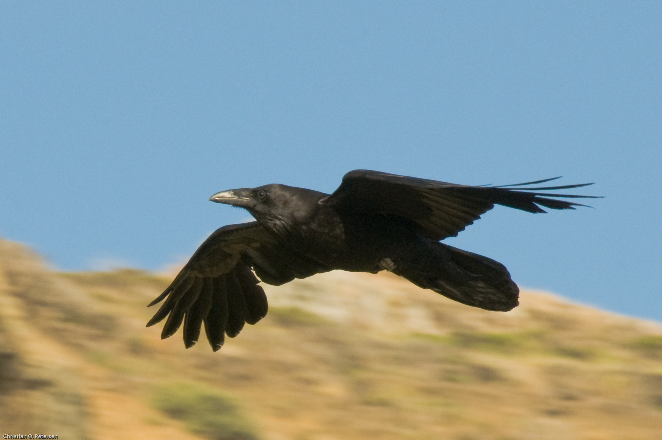 3782_Common_Raven_in_flight.jpg