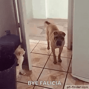 cat-dog.gif