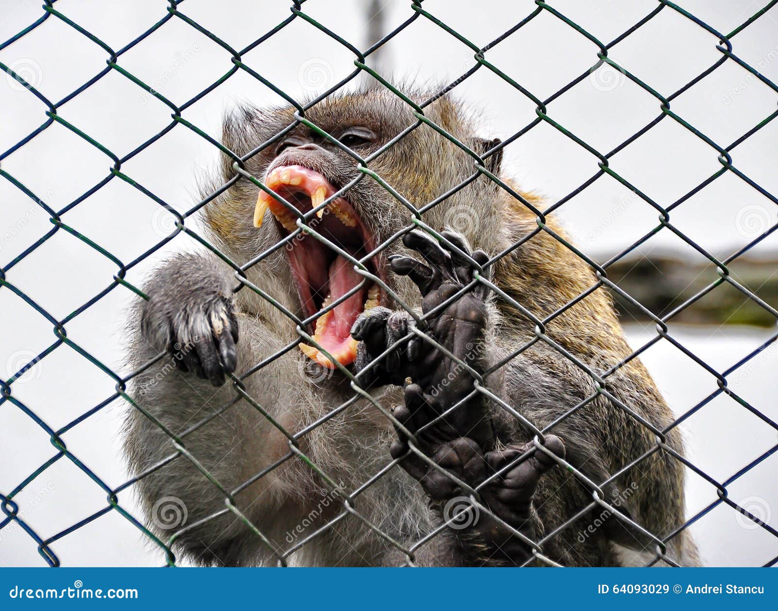 monkey-cage-angry-standing-64093029.jpg