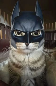 This may contain: a cat with a batman mask on it's face