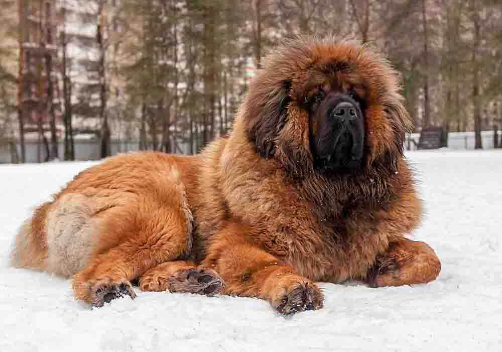 TibetanMastiff1000x700aSx-9x.jpg