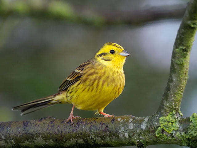 yellowhammer-1.jpg