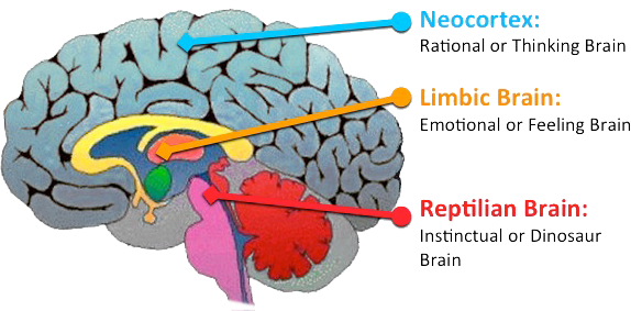 lizardbrain.jpg