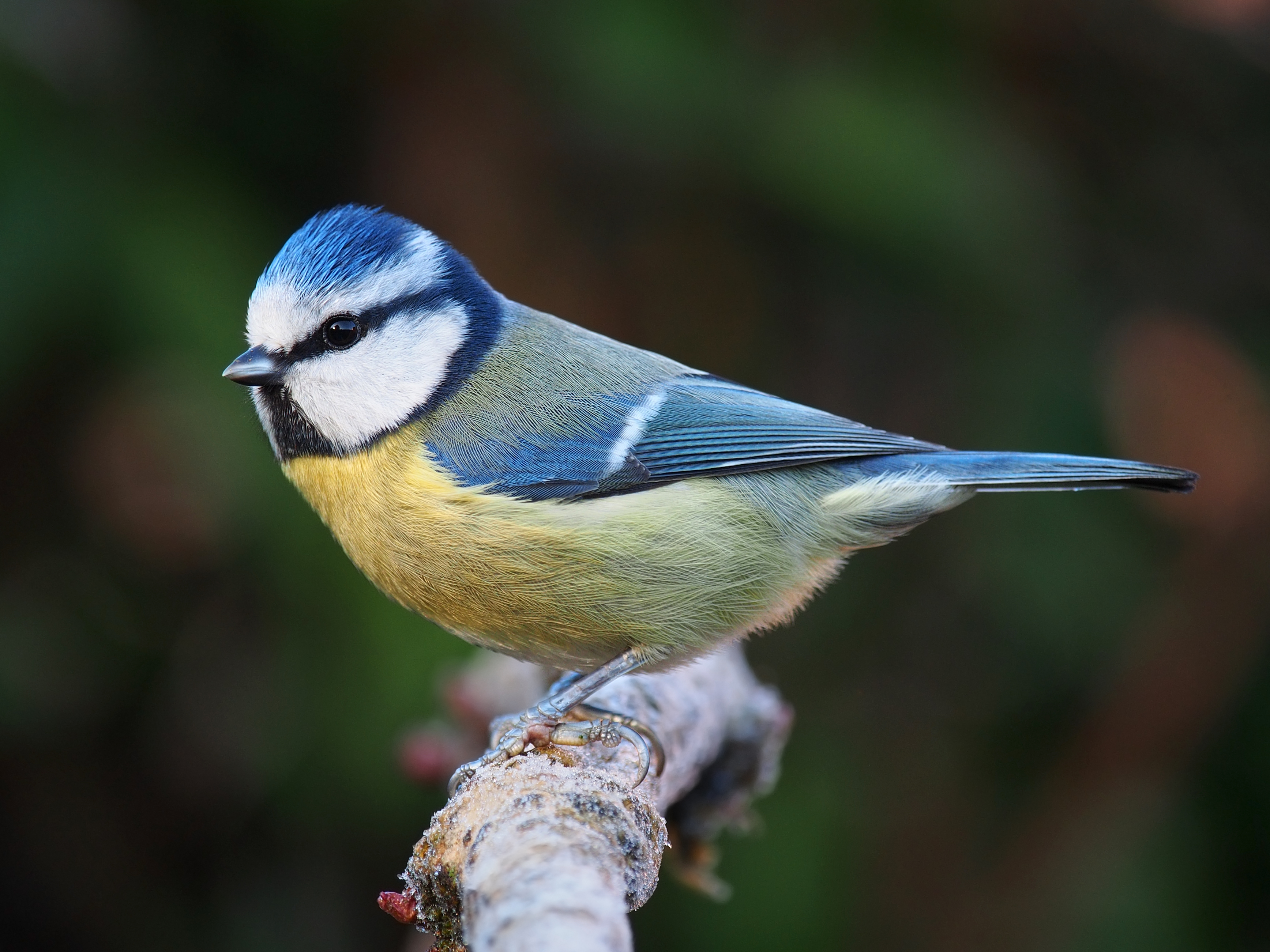 Eurasian_blue_tit_Lancashire.jpg