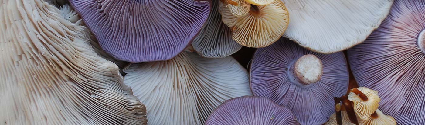 www.wildfooduk.com
