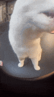 Cat Tongue GIF