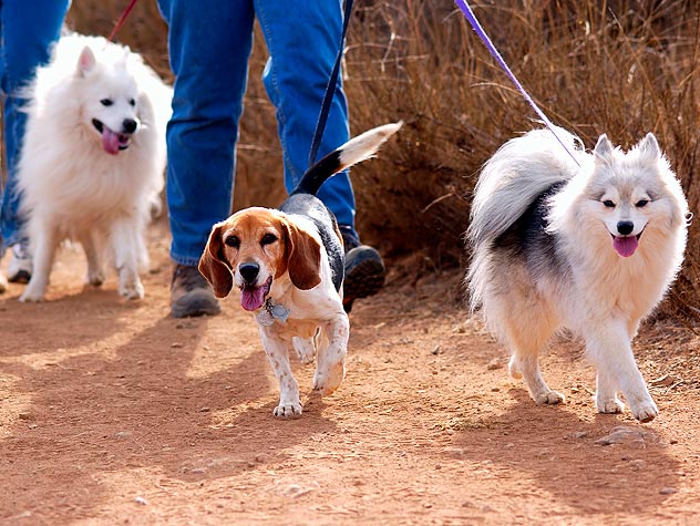 www.petfinder.com